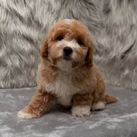 Rusty, a male Maltipoo for sale in Donna, TX – Photo 5 of 9