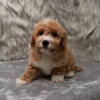 Rusty, a male Maltipoo for sale in Donna, TX – Photo 6 of 9