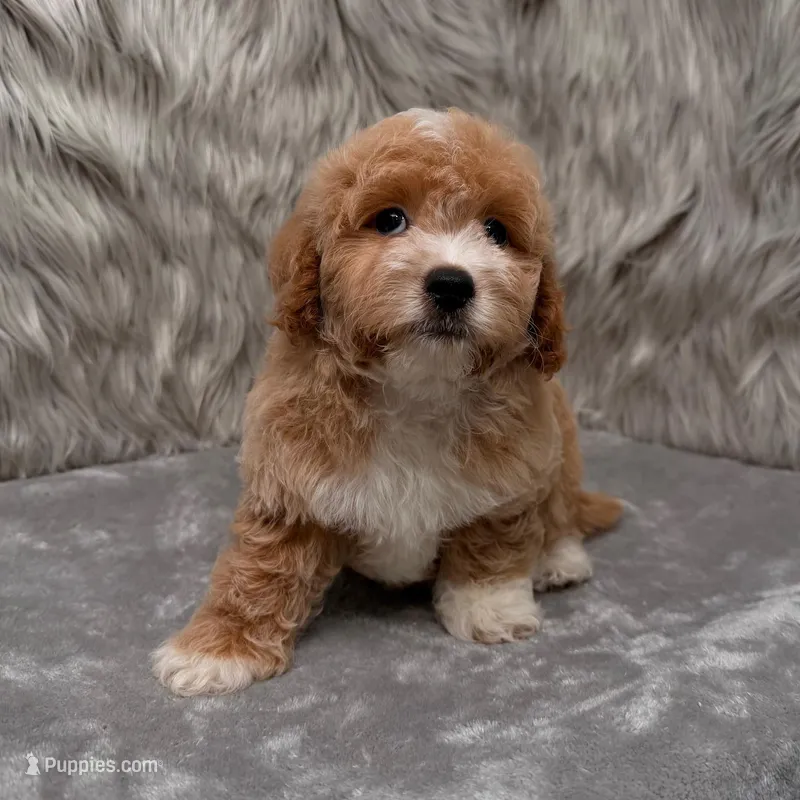 Rusty – Maltipoo puppy for sale in Donna, TX