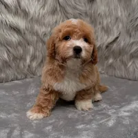 Rusty, a male Maltipoo for sale in Donna, TX – Photo 1 of 9