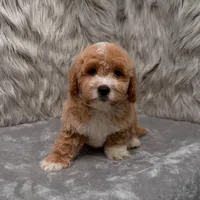 Rusty, a male Maltipoo for sale in Donna, TX – Photo 9 of 9