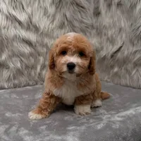 Rusty, a male Maltipoo for sale in Donna, TX – Photo 8 of 9