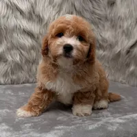 Rusty, a male Maltipoo for sale in Donna, TX – Photo 4 of 9