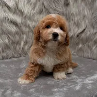 Rusty, a male Maltipoo for sale in Donna, TX – Photo 2 of 9