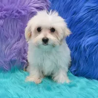 Becky , a female Maltipoo for sale in Donna, TX – 6 of 8