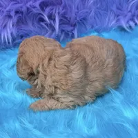 Jasper , a male Poodle - Miniature  for sale in Donna, TX – 5 of 10