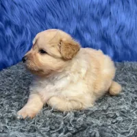 processed/f00ba38b-8c1c-4a8b-a7bd-5e2bdb4d7c39/listing/d3d2233e-fb31-4e3f-b205-0e88be7b519d/5852ed06-e025-4b69-9847-7d8f10c1ed62