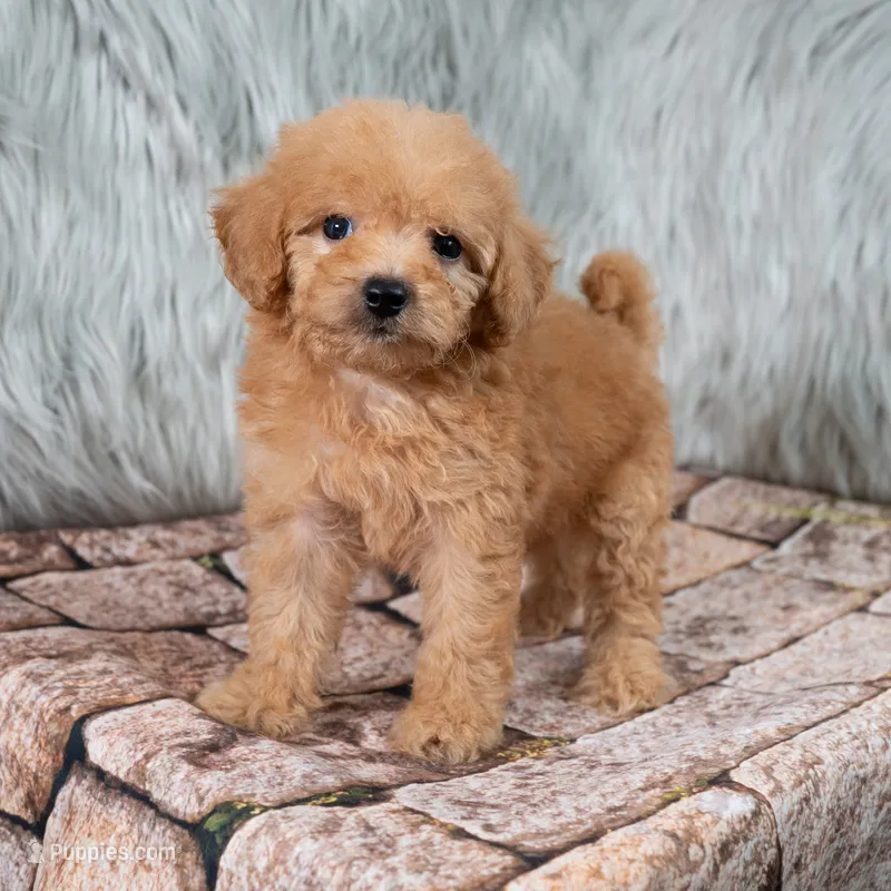 Lily  Micro-Mini – Miniature Goldendoodle puppy for sale in Donna, TX