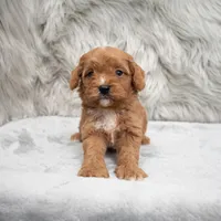 Remy , a male Cavapoo for sale in Donna, TX – Photo 1 of 8