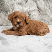 Remy , a male Cavapoo for sale in Donna, TX – Photo 8 of 8