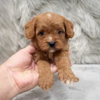 Remy , a male Cavapoo for sale in Donna, TX – Photo 5 of 8