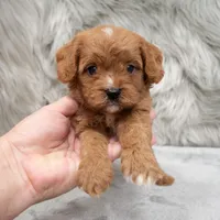 Remy , a male Cavapoo for sale in Donna, TX – Photo 6 of 8