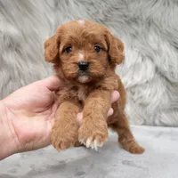 Remy , a male Cavapoo for sale in Donna, TX – Photo 4 of 8