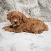 Remy , a male Cavapoo for sale in Donna, TX – Photo 7 of 8