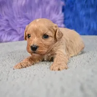 Bentley - 7 day return guarantees, a male Cavapoo for sale in Donna, TX – 7 of 10