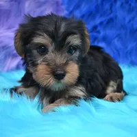 Cooper, a male Yorkshire Terrier for sale in Donna, TX – 4 of 10