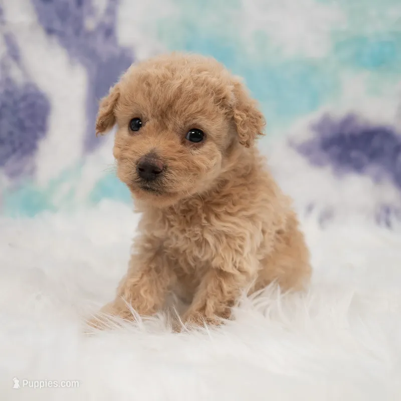 Ellie , a female Maltipoo for sale in Donna, TX – 1 of 7