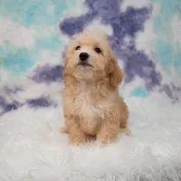 Archie, a male Miniature Goldendoodle for sale in Donna, TX – 2 of 5