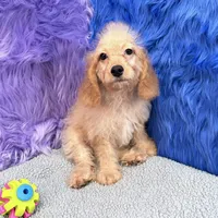 Thor  - 7 day return policy, a male Cockapoo for sale in Donna, TX – 4 of 10