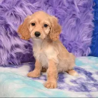 Annie , a female Cockapoo for sale in Donna, TX – 5 of 10
