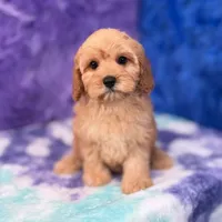 Piper , a female Cavapoo for sale in Donna, TX – 2 of 10