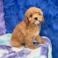Scout , a male Cavapoo for sale in Donna, TX – 10 of 10