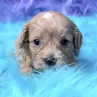 Scout , a male Cavapoo for sale in Donna, TX – 6 of 8
