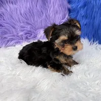 Angel - 7 day return guarantees, a female Yorkshire Terrier for sale in Donna, TX – 7 of 10
