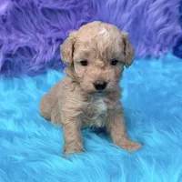 Hunter , a male Poodle - Miniature  for sale in Donna, TX – 8 of 10