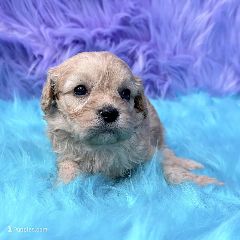 Hazel  – Cavapoo puppy for sale in Donna, TX