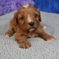 Fluffy, a male Cavapoo for sale in Donna, TX – 4 of 10