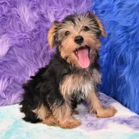 Cooper, a male Yorkshire Terrier for sale in Donna, TX – 4 of 10