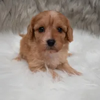Maya , a female Cavapoo for sale in Donna, TX – Photo 10 of 10