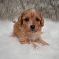 Maya , a female Cavapoo for sale in Donna, TX – Photo 3 of 10