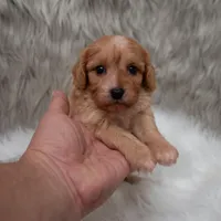 Maya , a female Cavapoo for sale in Donna, TX – Photo 7 of 10