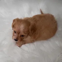 Maya , a female Cavapoo for sale in Donna, TX – Photo 6 of 10