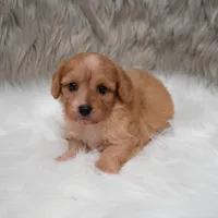 Maya , a female Cavapoo for sale in Donna, TX – Photo 4 of 10