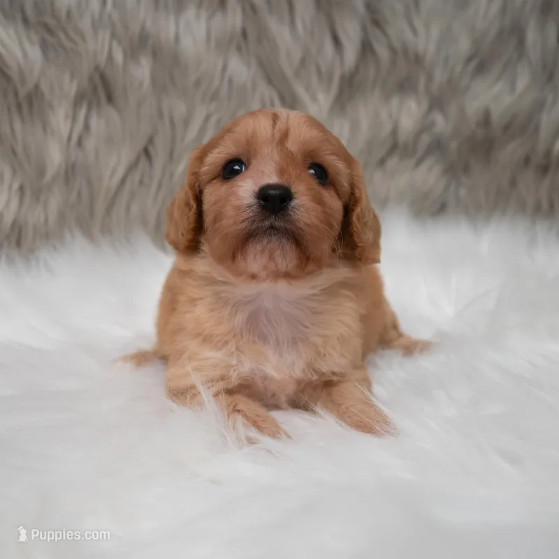 Maya  – Cavapoo puppy for sale in Donna, TX