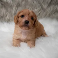 Maya , a female Cavapoo for sale in Donna, TX – Photo 2 of 10