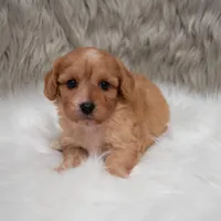 Maya , a female Cavapoo for sale in Donna, TX – Photo 5 of 10