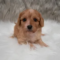 Maya , a female Cavapoo for sale in Donna, TX – Photo 9 of 10