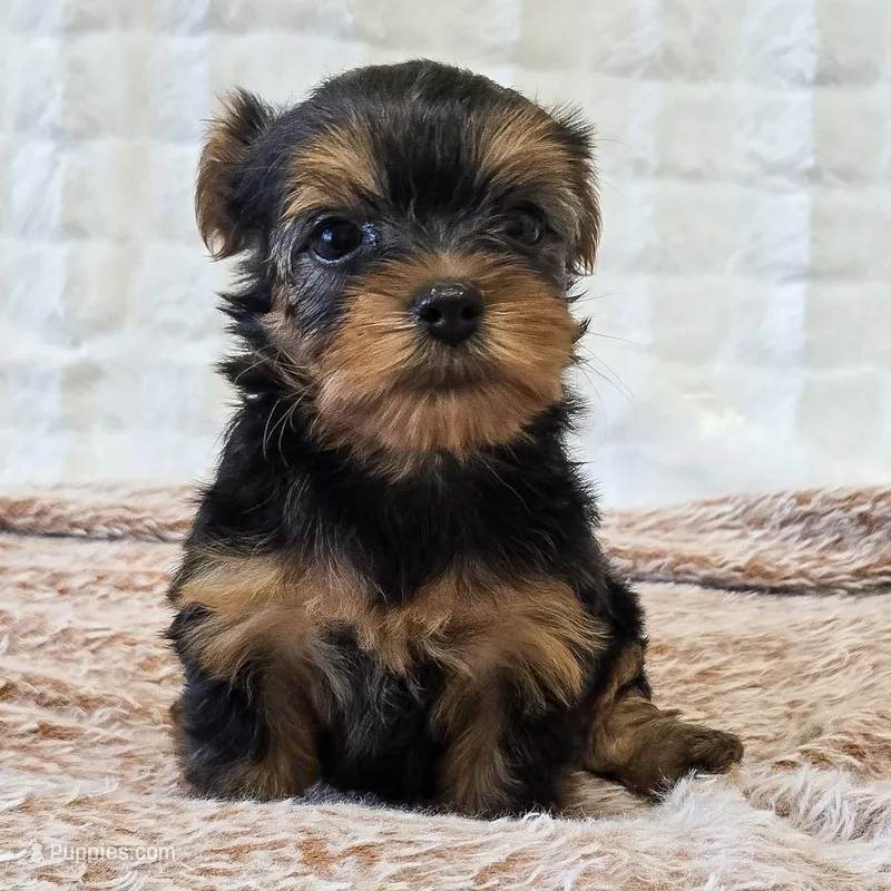 Angel  – Yorkshire Terrier puppy for sale in Donna, TX