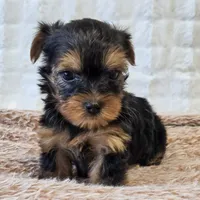 Maggie , a female Yorkshire Terrier for sale in Donna, TX – 1 of 10