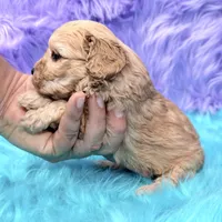 Piper , a female Cavapoo for sale in Donna, TX – 4 of 9