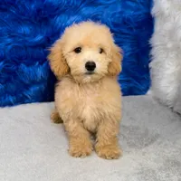 Max, a male Miniature Goldendoodle for sale in Donna, TX – 5 of 7