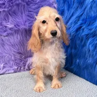 Annie  - 7 day return guarantees, a female Cockapoo for sale in Donna, TX – 2 of 10