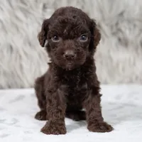Oscar , a male Poodle - Miniature  for sale in Donna, TX – 4 of 7