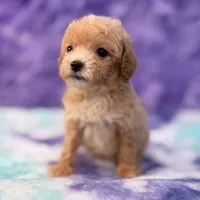 Linda, a female Maltipoo for sale in Donna, TX – 2 of 10
