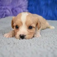 Moose - 7 day return guarantees, a male Cavapoo for sale in Donna, TX – 3 of 10