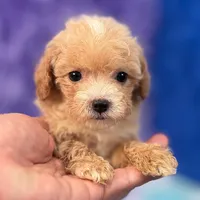 Linda, a female Maltipoo for sale in Donna, TX – 3 of 10